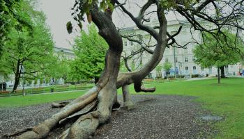 Baum