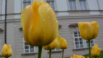 Tulpen
